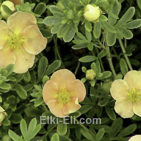 Лапчатка кустарниковая Daydown в горшке, фото цветков Лапчатка кустарниковая Daydown в горшке, фото цветков