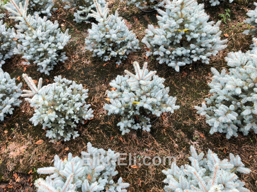 Ель колючая Блю Даймонд, живое новогоднее дерево в питомнике, фото