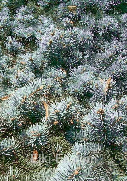 Ель колючая Костер, фото хвои