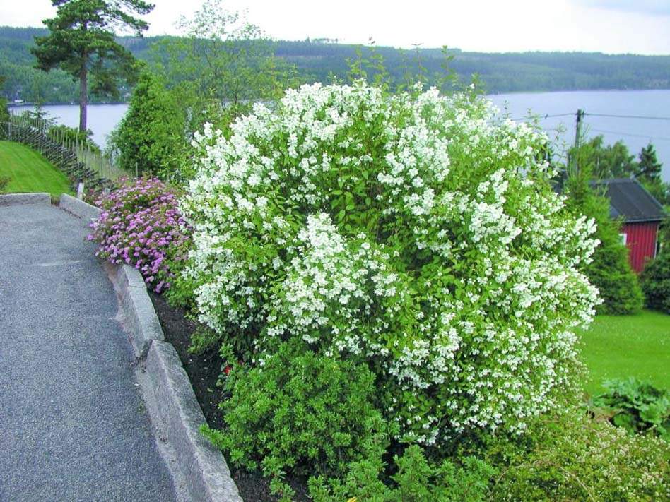 Чубушник гибридный Mont Blanc в ландшафтном дизайне