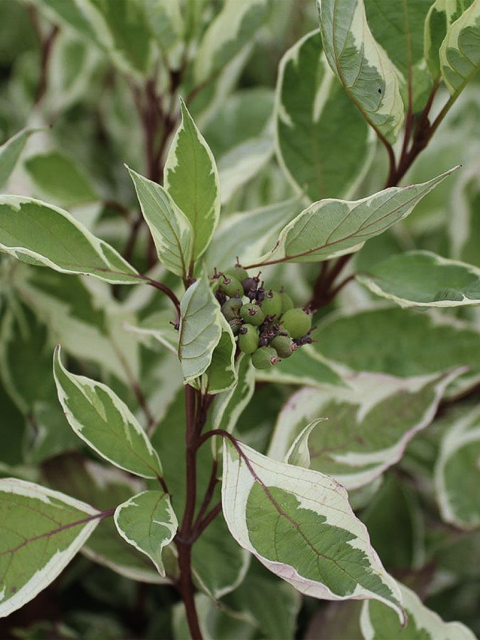 Дерен белый Элегантиссима 40-60 см, фото листвы Дерен белый Элегантиссима 40-60 см, фото листвы