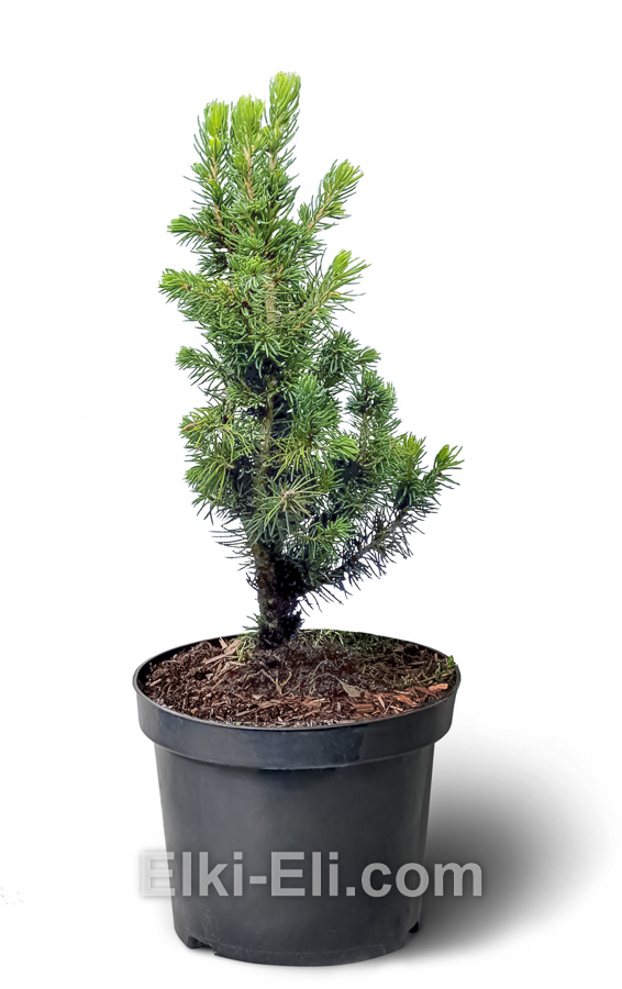 Ель канадская Sun on the Sky 20-40 см