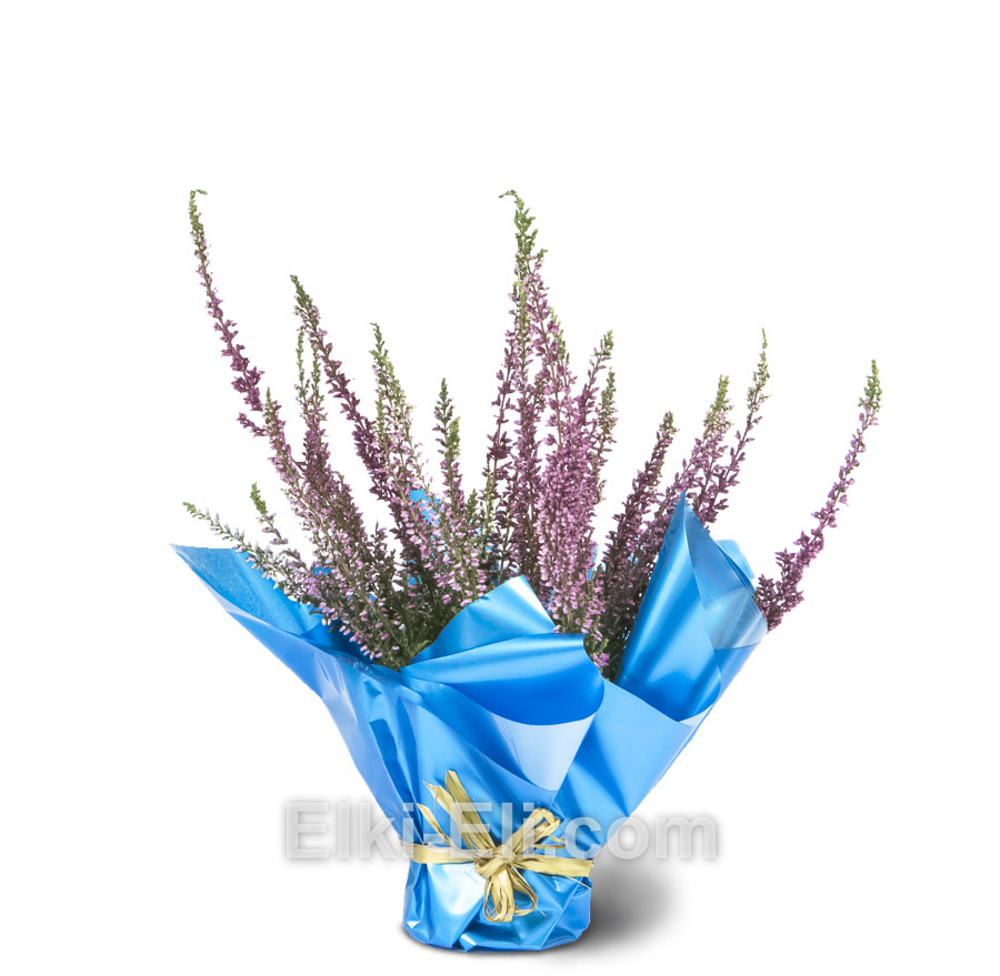 Вереск в упаковке розовый