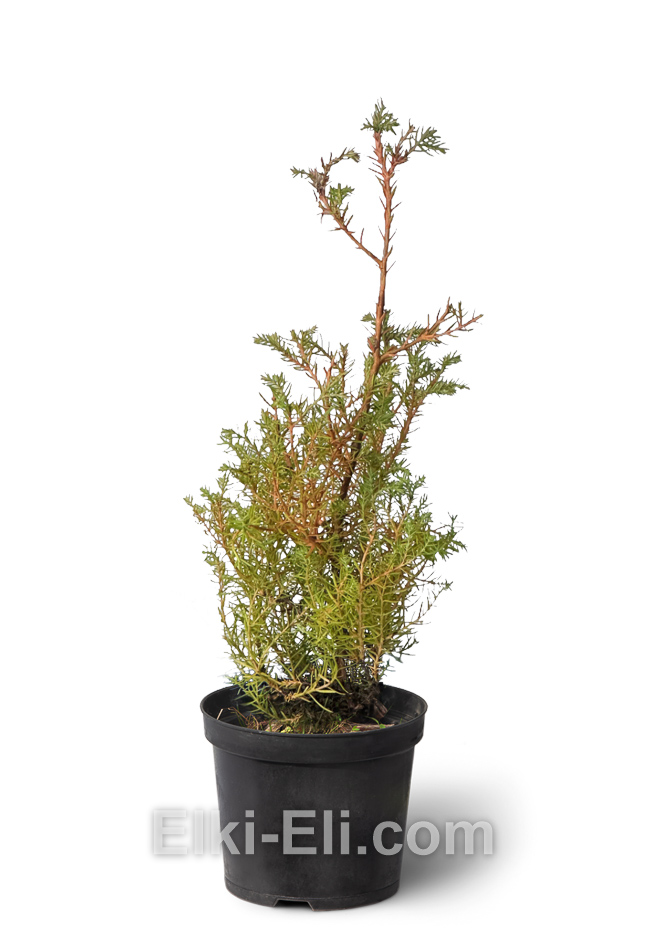 Туя западная Ericoides, 20-40 см