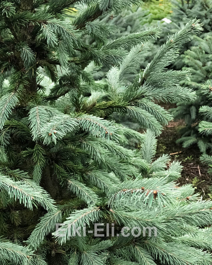 Ель колючая зеленая, фото хвои