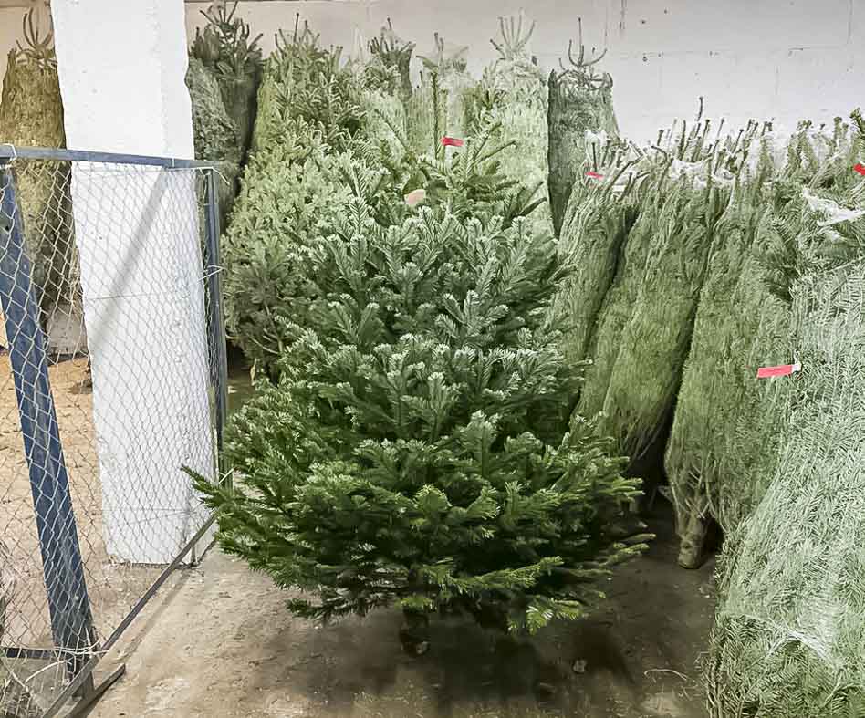 На склад приехали свежесрезанные Пихты Кавказские!