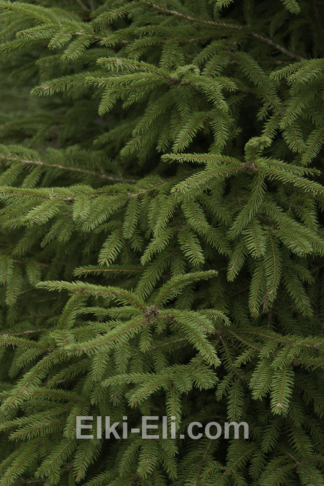 Хвоя Удмуртской ёлки