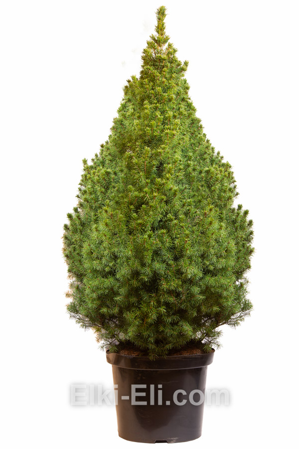 Ель Коника в промышленной емкости 1,00-1,25 м, фото Ель Коника в промышленной емкости 1,00-1,25 м, фото