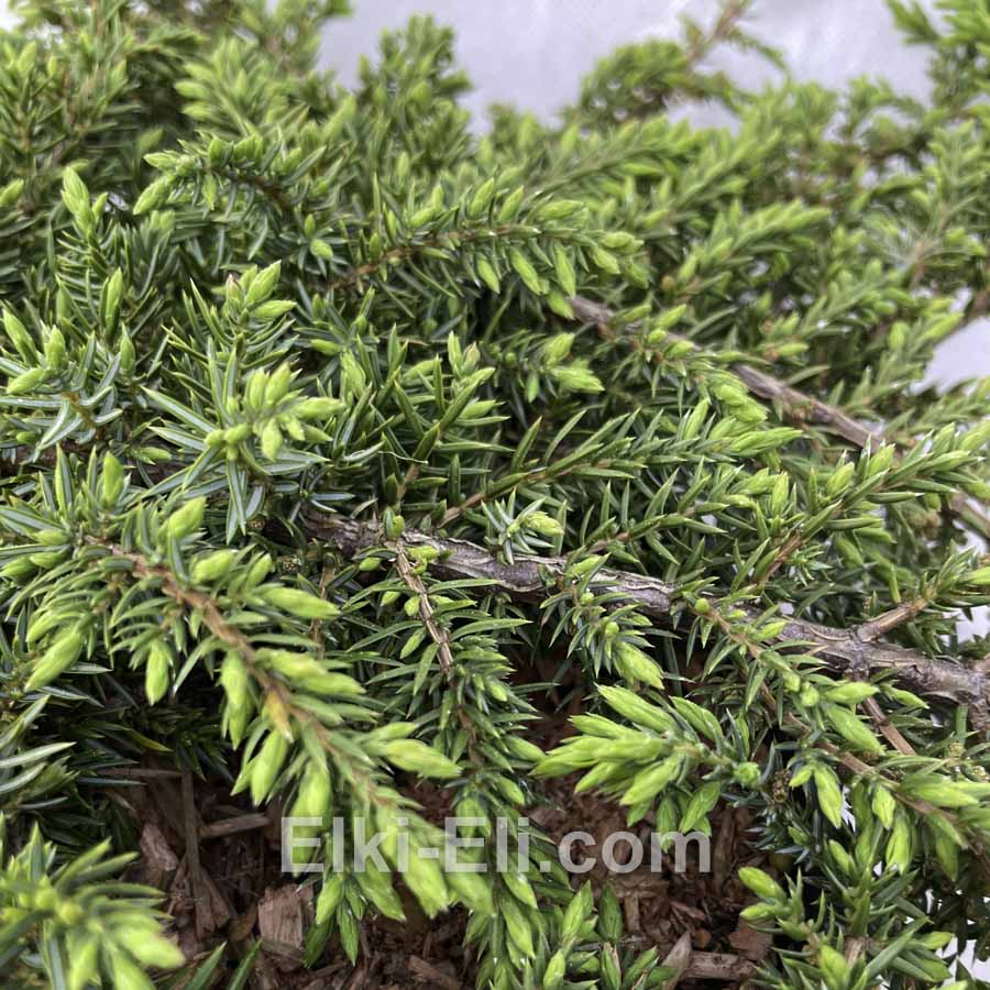 Можжевельник обыкновенный Green Carpet в горшке Можжевельник обыкновенный Green Carpet в горшке