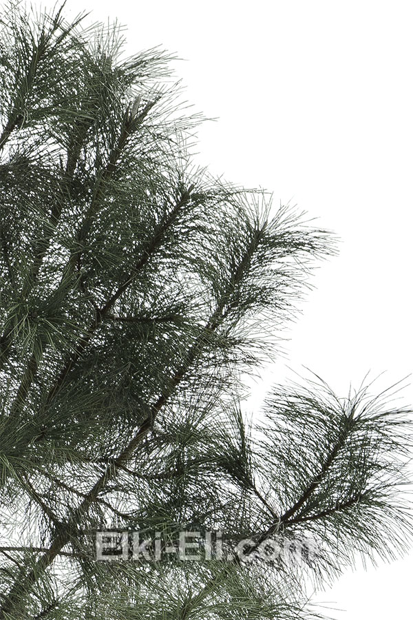 Орегонская сосна хвоя