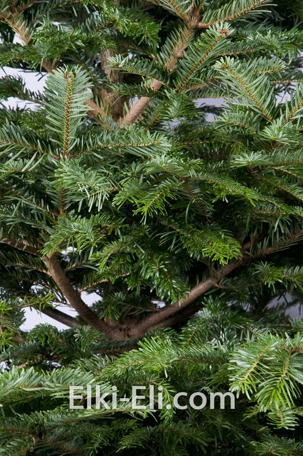 Пихта фразера, фото хвои