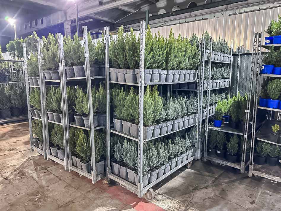 Маленькое новогоднее чудо – живые настольные ёлочки - поступили к нам на склад!