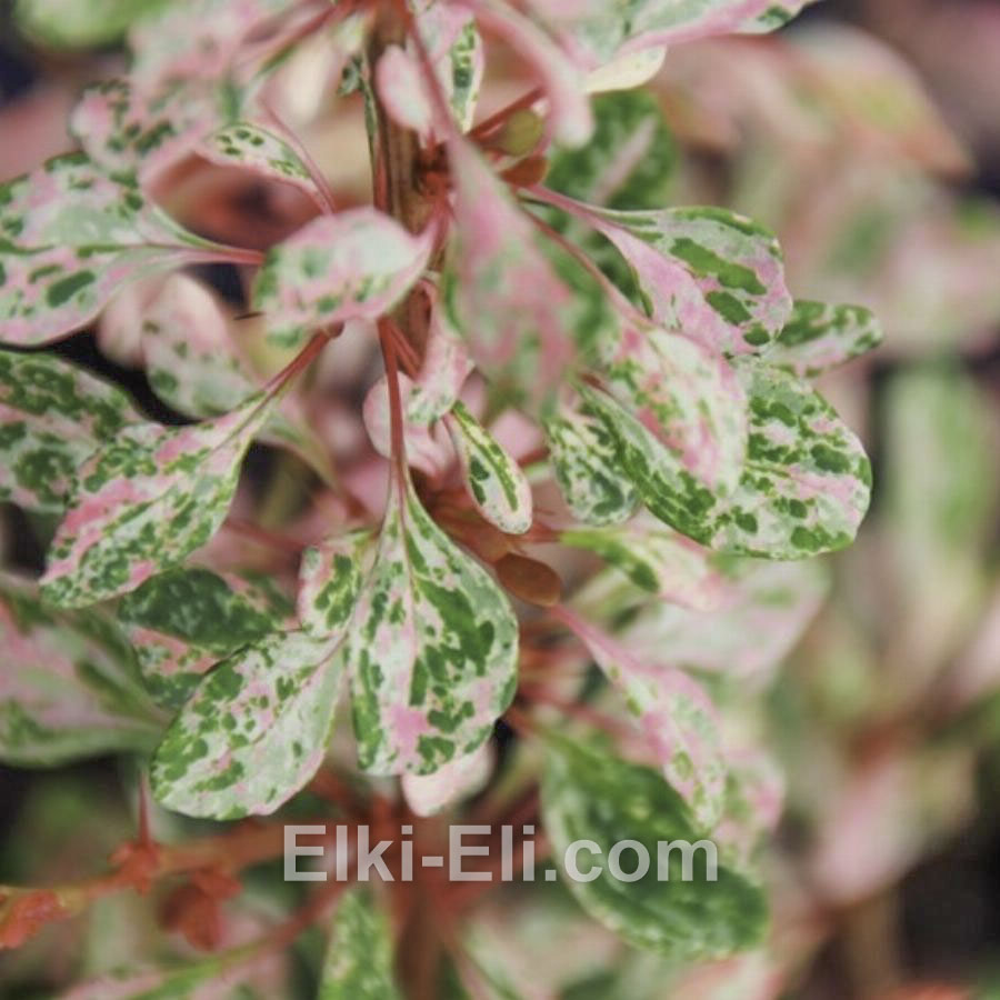 Барбарис Тунберга Natasza в горшке, фото