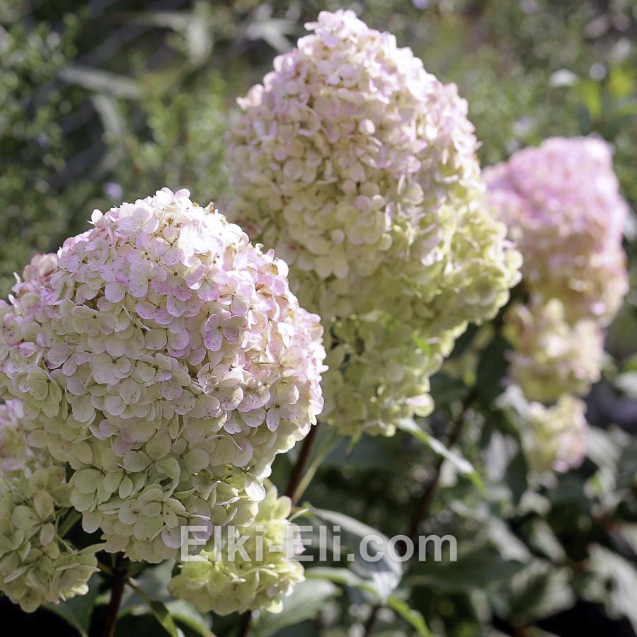 Гортензия метельчатая Magical Sweet Summer в горшке, фото цветков