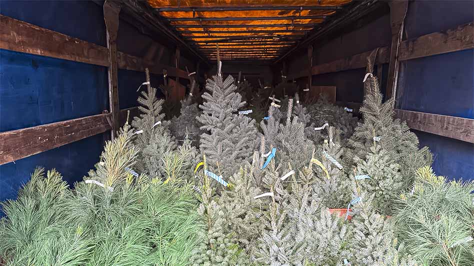  Маленькое новогоднее чудо – живые настольные ёлочки - поступили к нам на склад!