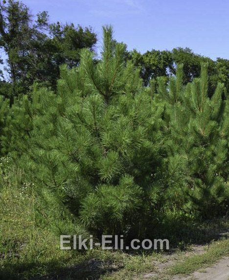 Сосна чёрная (крымская)