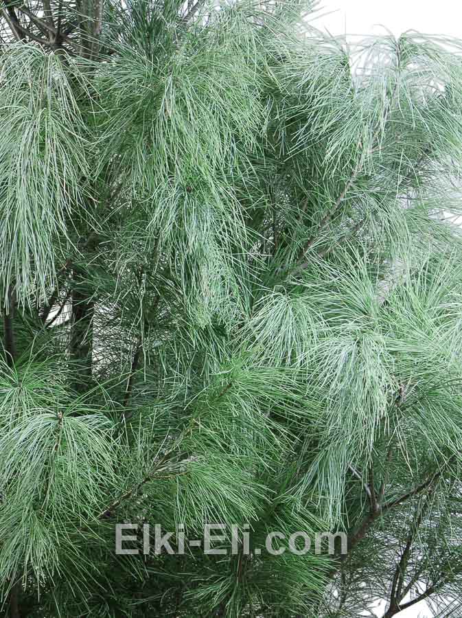 Сосна веймутова в промышленной емкости, фото хвои Сосна веймутова в промышленной емкости, фото хвои