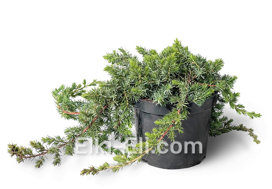 Можжевельник прибрежный Blue Pacific в горшке Можжевельник прибрежный Blue Pacific в горшке