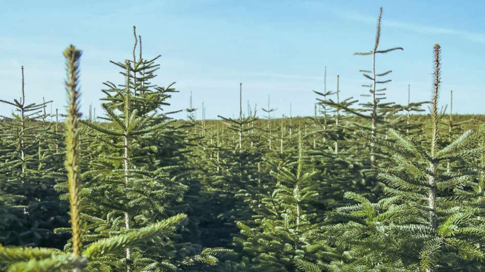 Свежие и пушистые - пихты Кавказские уже на складе! Свежие и пушистые - пихты Кавказские уже на складе!