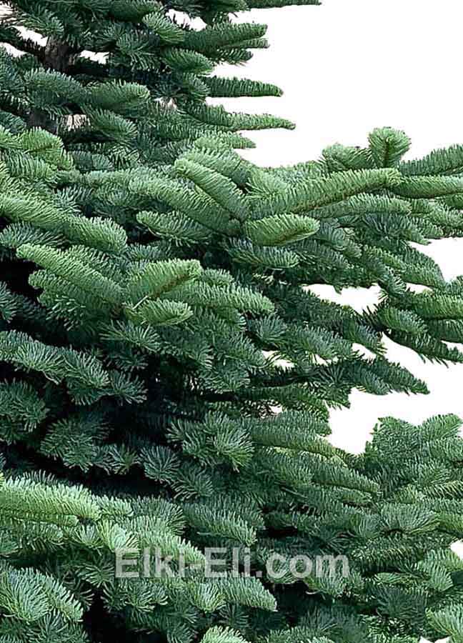 Пихта Нобилис, фото хвои