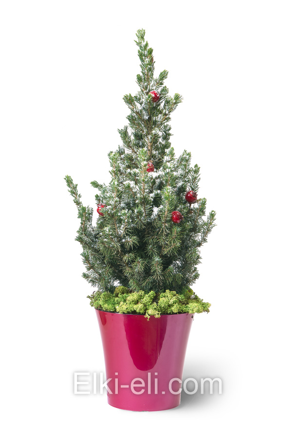 Премиум Ель Коника в красном кашпо