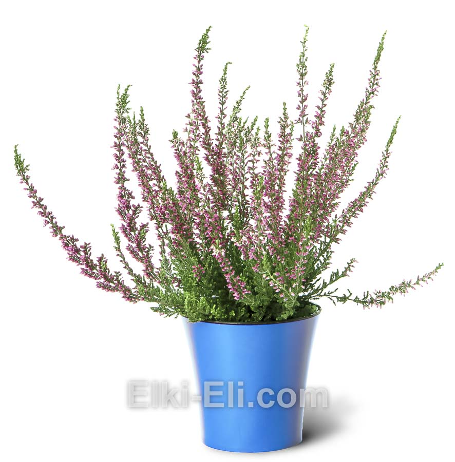 Вереск в синем кашпо