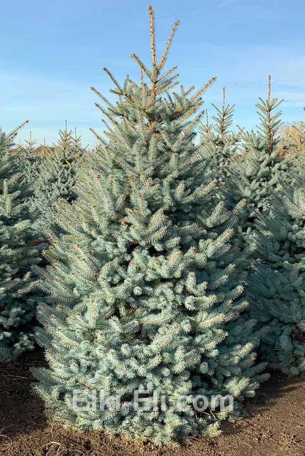 Ель колючая Эдит