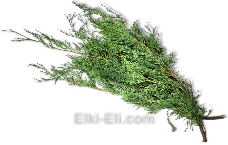 Лапник туи Aurescens