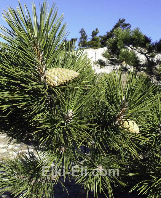Сосна чёрная (крымская)