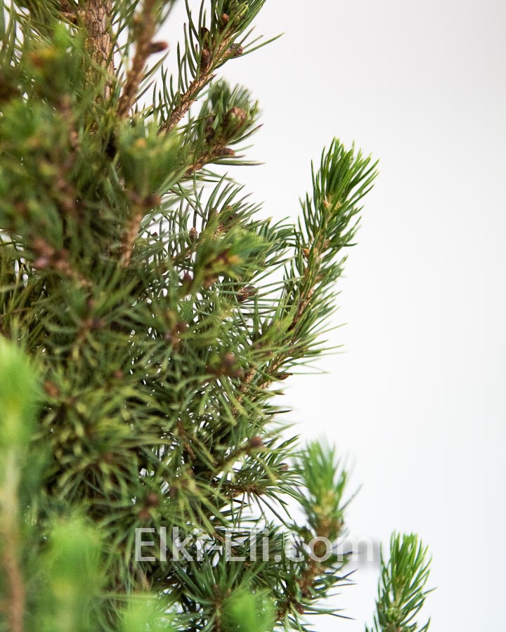 Ель Коника (Ель сизая), фото хвои