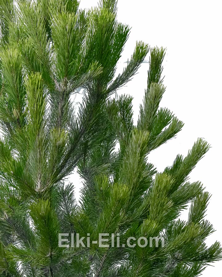 Сосна крымская (Черная сосна), фото хвои