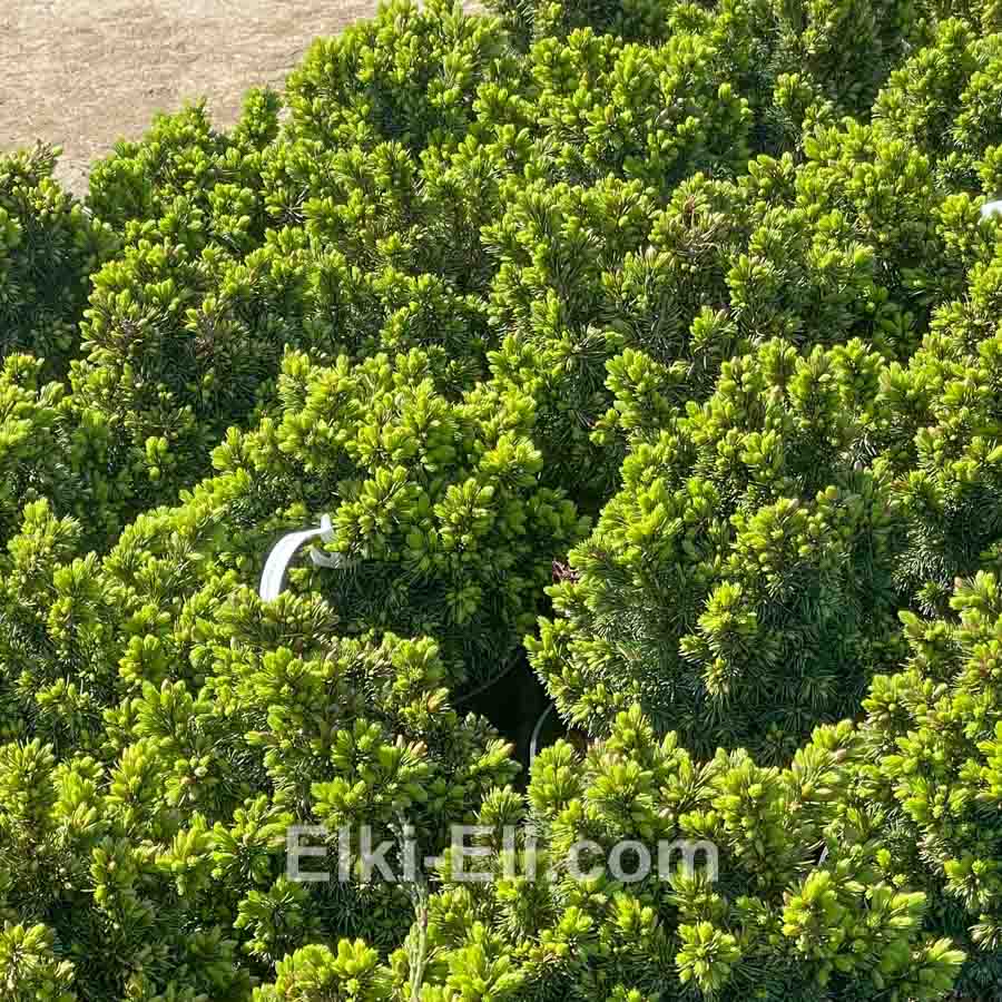 Ель канадская Alberta Glob (Альберта Глоб) в горшке