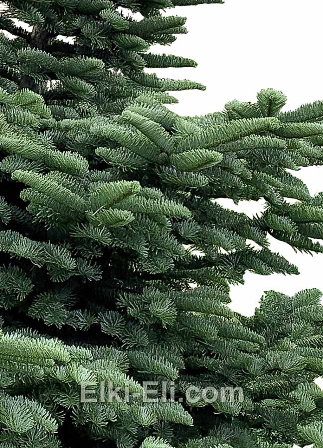 Пихта Нобилис, фото хвои