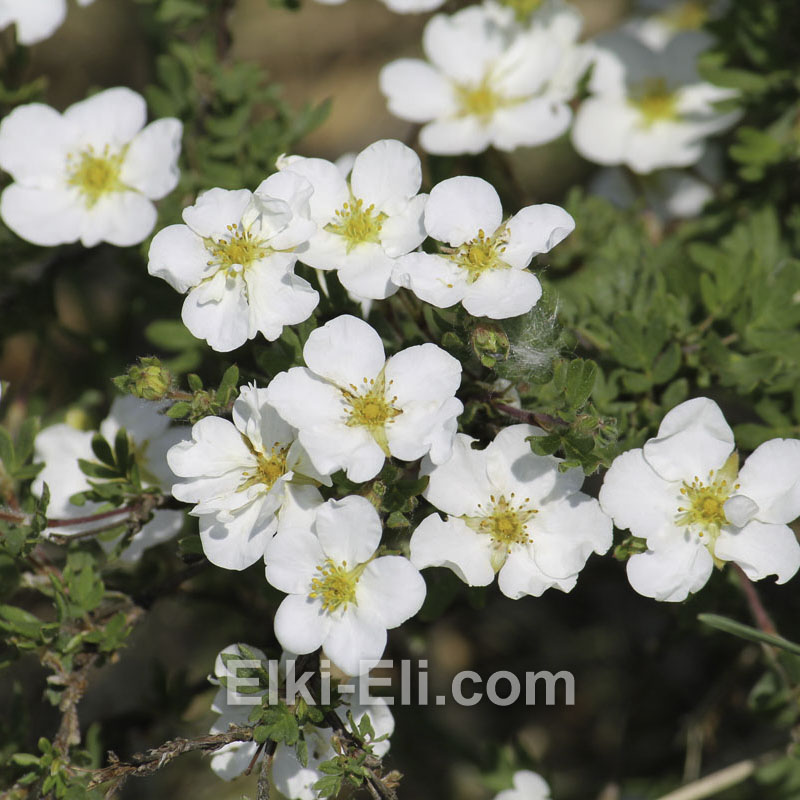 Лапчатка кустарниковая Abbotswood в горшке, фото цветков Лапчатка кустарниковая Abbotswood в горшке, фото цветков