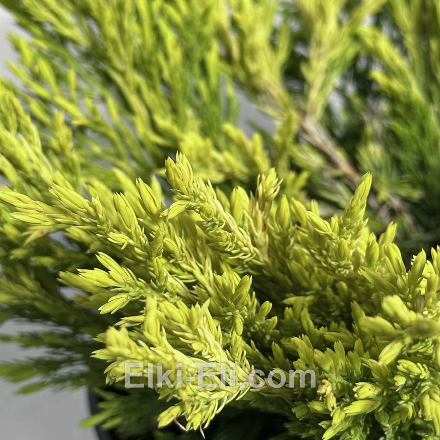 Можжевельник горизонтальный Limeglow в горшке, фото хвои