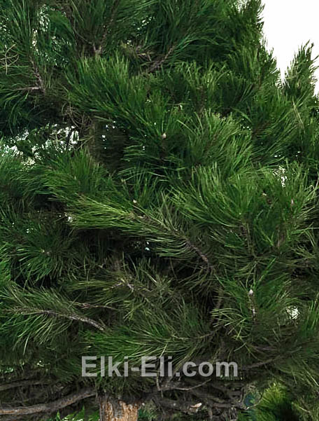 Сосна черная (австрийская), фото хвои