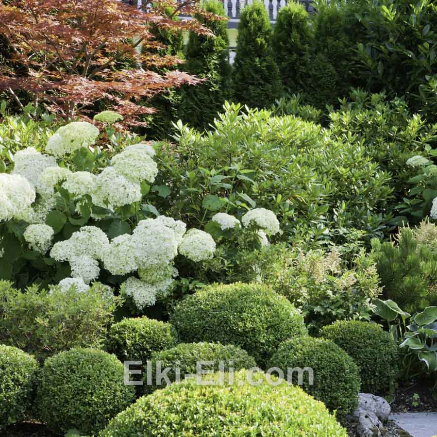 Гортензия древовидная Annabelle в горшке, фото в ландшафте