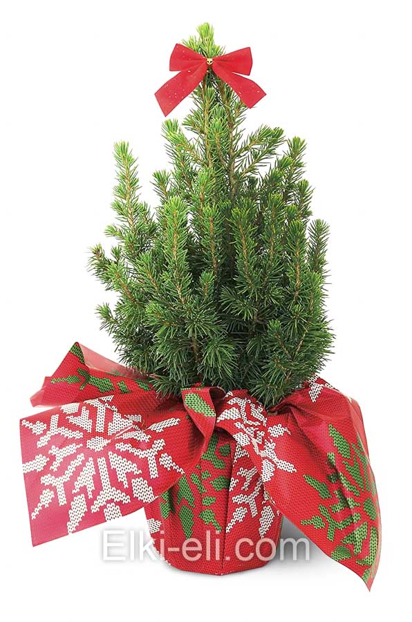 Ель Коника подарочная "Снежинка" в красной упаковке