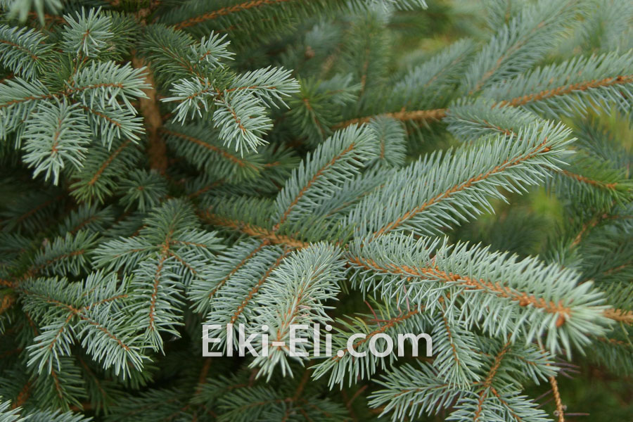 Ель колючая глаука (голубая), фото хвои