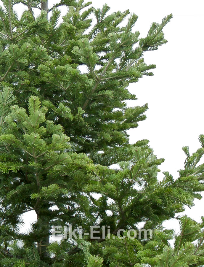 Пихта сибирская, фото хвои