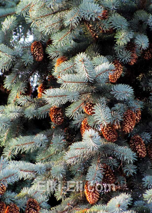 Ель колючая Эдит