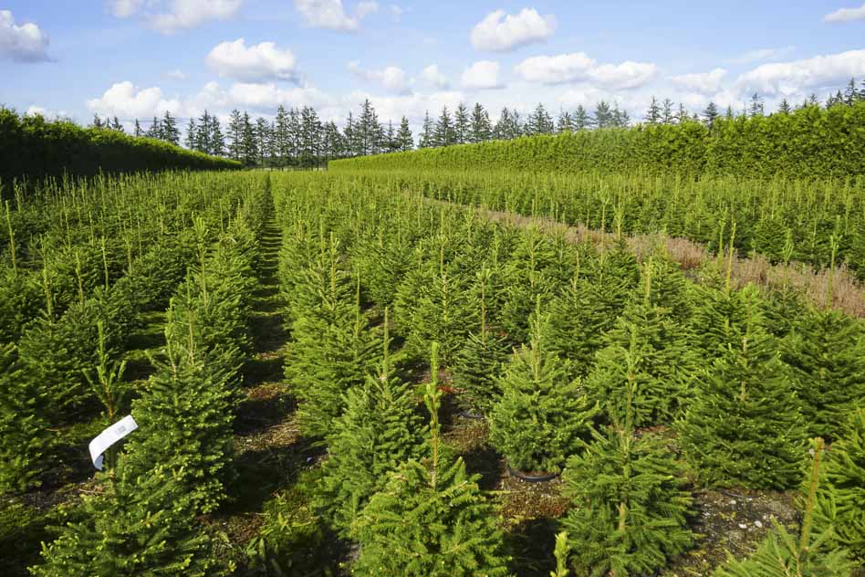  Свежие и пушистые - пихты Нордмана уже на складе! 