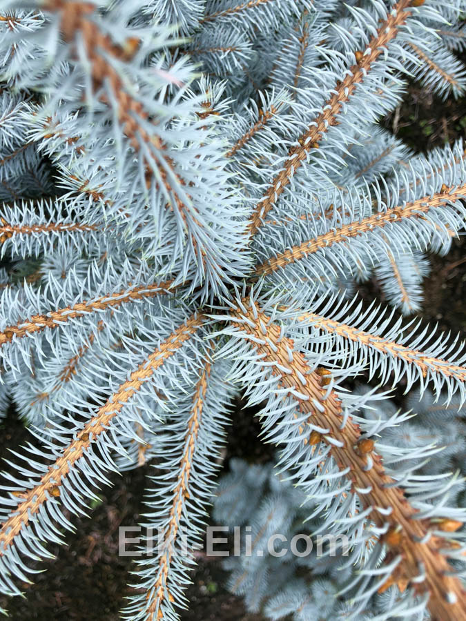 Ель колючая Блю Даймонд, фото хвои