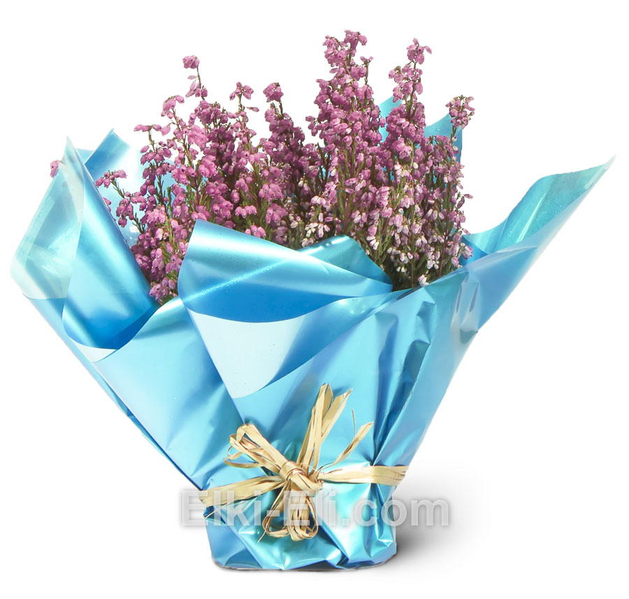 Эрика розовая в упаковке