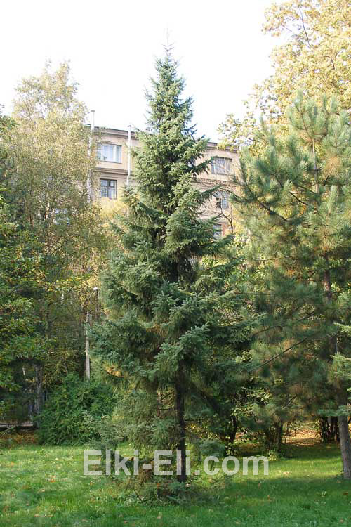Ель чёрная.