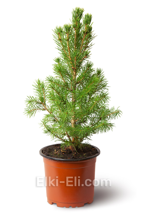 Ель Коника в горшке, настольная елка, 30-40 см Ель Коника в горшке, настольная елка, 30-40 см