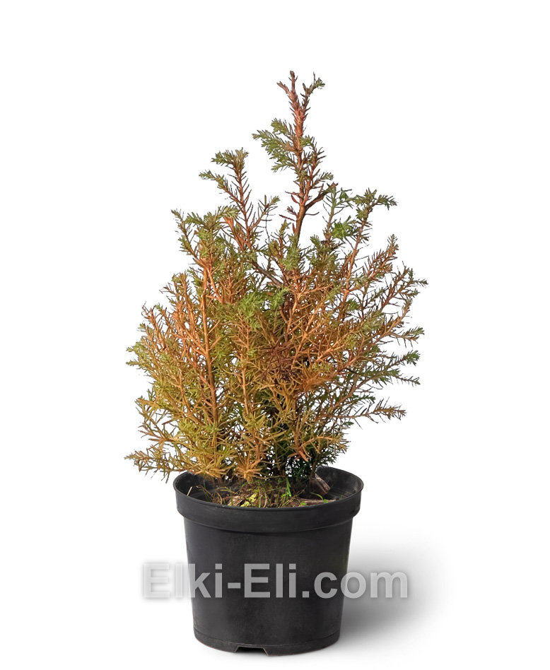 Туя западная Ericoides 20-60 см