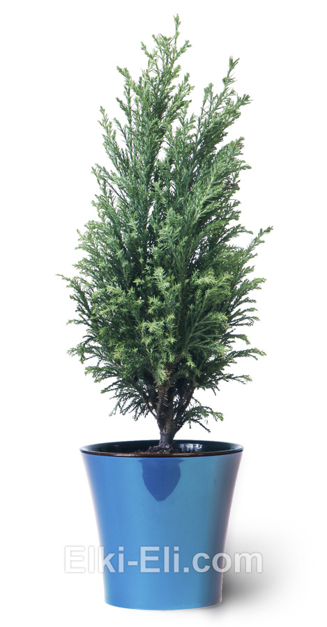 Кипарисовик Элвуди в красном кашпо