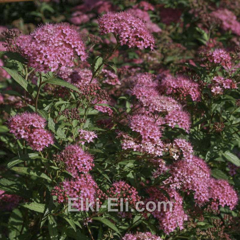 Спирея японская Anthony Waterer, фото цветков