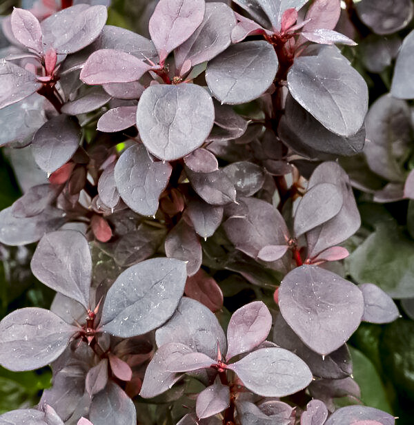 Цветки Барбариса Тунберга 'Chocolate Summer'